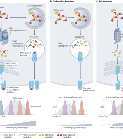 Calibrating T cell responsiveness through interactions with self