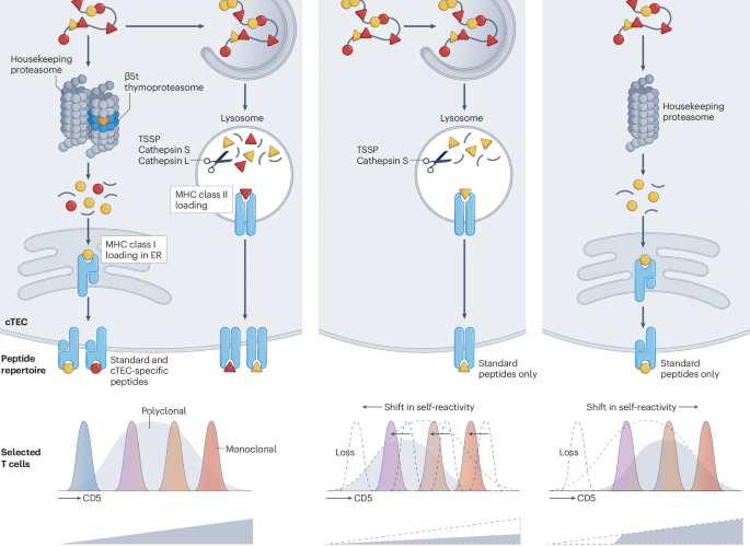 Calibrating T cell responsiveness through interactions with self