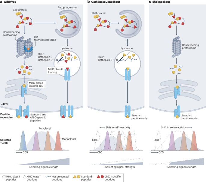 Calibrating T cell responsiveness through interactions with self