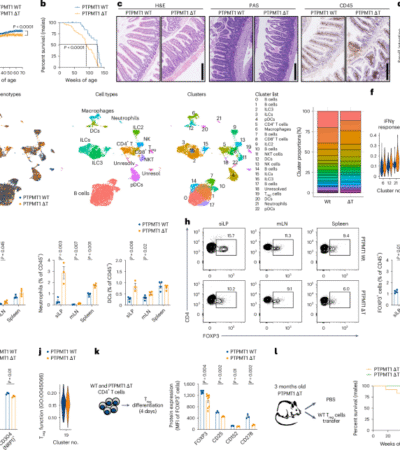 Cardiolipin preserves Treg metabolic fitness and immune homeostasis in the gut