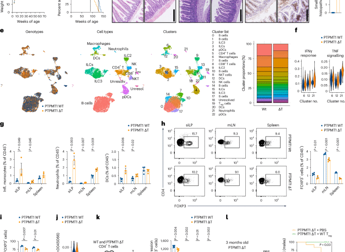 Cardiolipin preserves Treg metabolic fitness and immune homeostasis in the gut