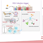 Cathepsin C orchestrates RSV-induced asthma exacerbation through the dual effect of monocyte-derived macrophages