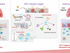 Cathepsin C orchestrates RSV-induced asthma exacerbation through the dual effect of monocyte-derived macrophages