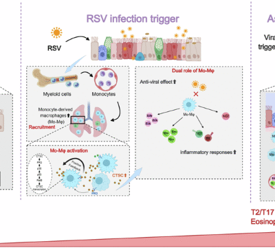 Cathepsin C orchestrates RSV-induced asthma exacerbation through the dual effect of monocyte-derived macrophages