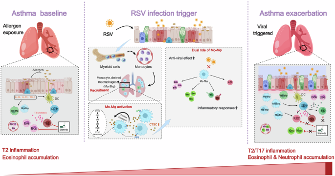 Cathepsin C orchestrates RSV-induced asthma exacerbation through the dual effect of monocyte-derived macrophages