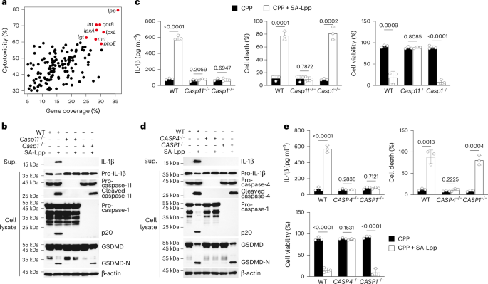 Cytosolic CTH senses bacterial lipoproteins and drives noncanonical inflammasome activation