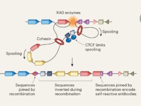 DNA-folding changes block production of self-directed antibodies