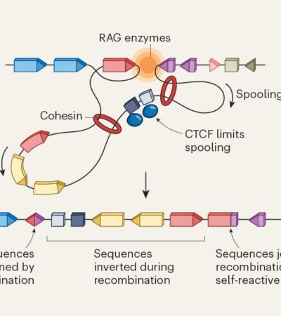 DNA-folding changes block production of self-directed antibodies