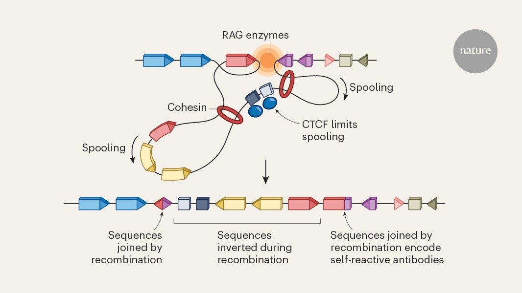 DNA-folding changes block production of self-directed antibodies