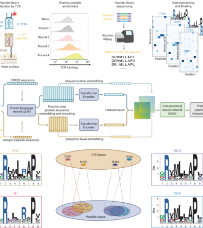 Deep peptide recognition profiling decodes TCR specificity and enables disease-associated antigen discovery