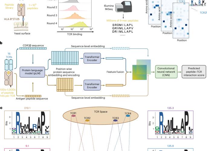 Deep peptide recognition profiling decodes TCR specificity and enables disease-associated antigen discovery