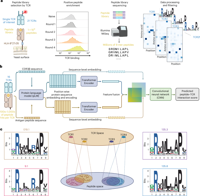 Deep peptide recognition profiling decodes TCR specificity and enables disease-associated antigen discovery
