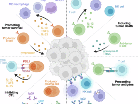Defining the rules of engagement: B cells, antibodies and cancer control