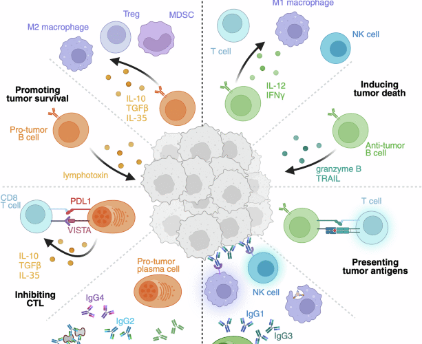 Defining the rules of engagement: B cells, antibodies and cancer control