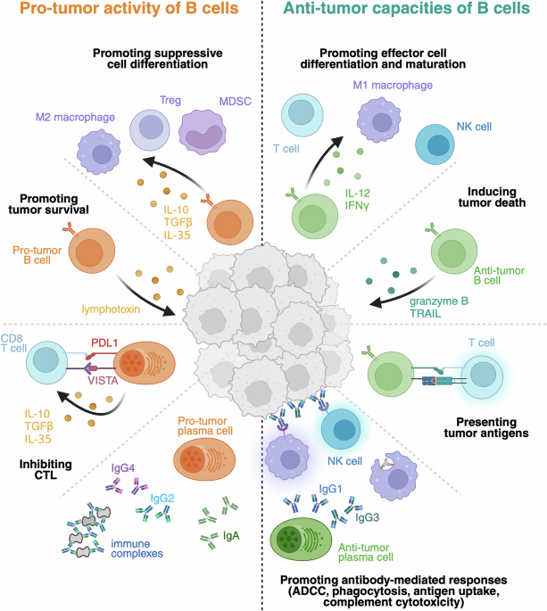 Defining the rules of engagement: B cells, antibodies and cancer control