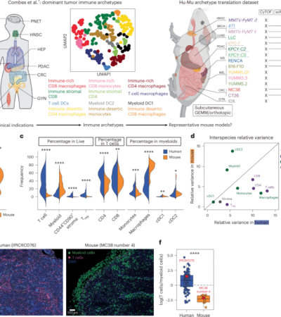Differential assembly of mouse and human tumor microenvironments