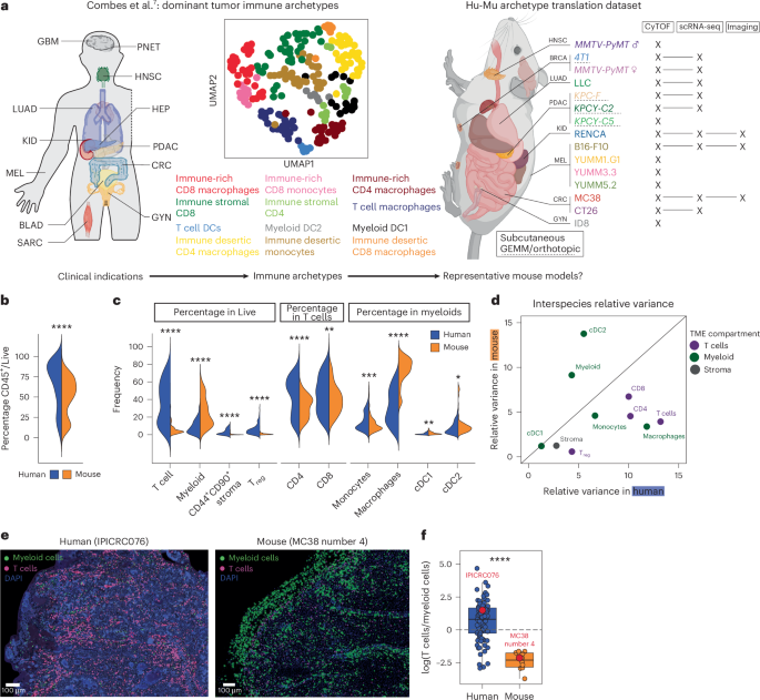 Differential assembly of mouse and human tumor microenvironments