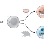 Foxp3: The epigenetic engineer of regulatory T cell identity | Science Immunology