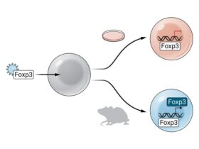 Foxp3: The epigenetic engineer of regulatory T cell identity | Science Immunology