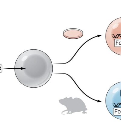 Foxp3: The epigenetic engineer of regulatory T cell identity | Science Immunology