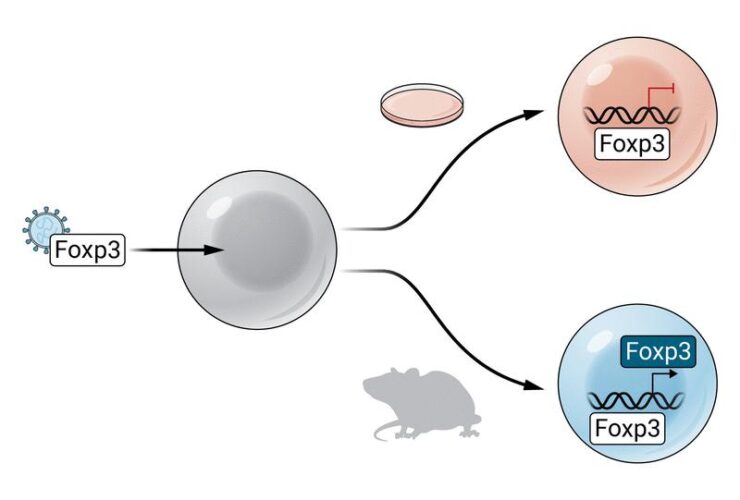 Foxp3: The epigenetic engineer of regulatory T cell identity | Science Immunology