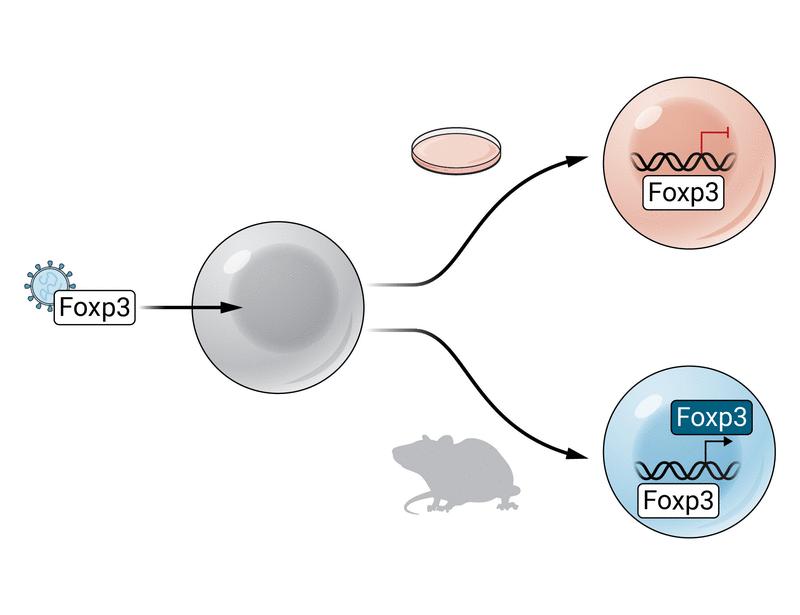 Foxp3: The epigenetic engineer of regulatory T cell identity | Science Immunology