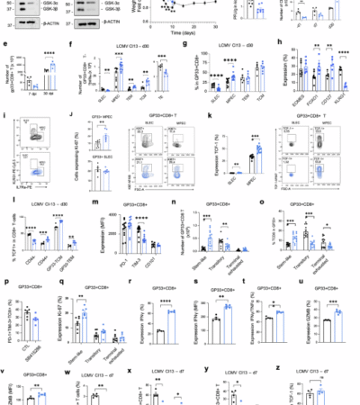 GSK-3 regulates CD4-CD8 cooperation for super-armed CD8+ cytolytic T cells in immunotherapy against tumors