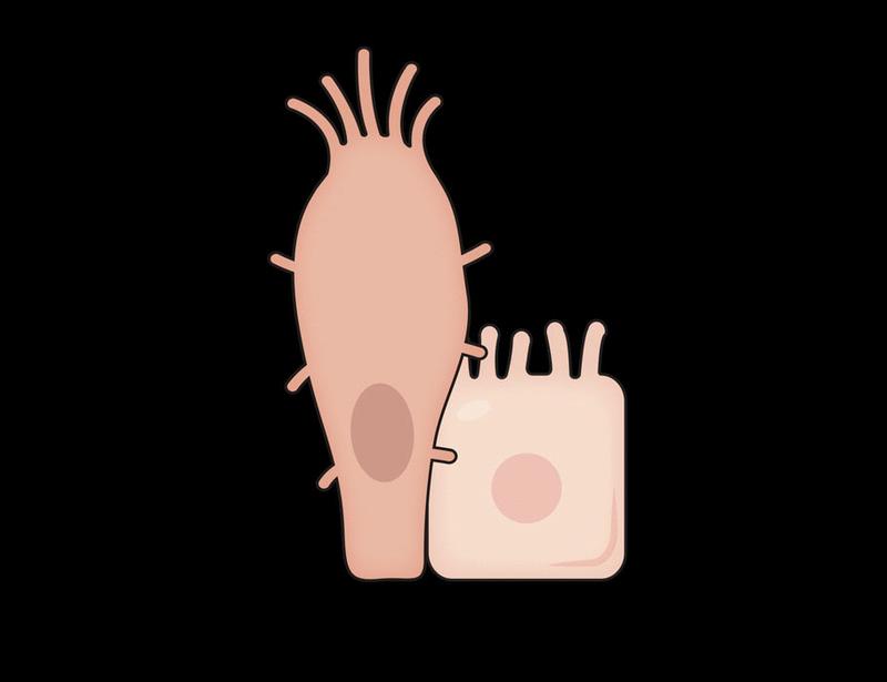 Gastrointestinal tuft cells: Recent insights and next questions | Science Immunology