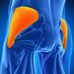 Gluteus Medius Muscle: Anatomy and Importance in Movement