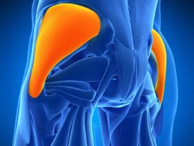 Gluteus Medius Muscle: Anatomy and Importance in Movement