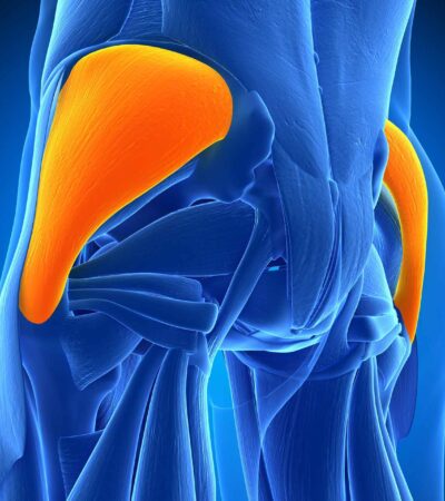 Gluteus Medius Muscle: Anatomy and Importance in Movement
