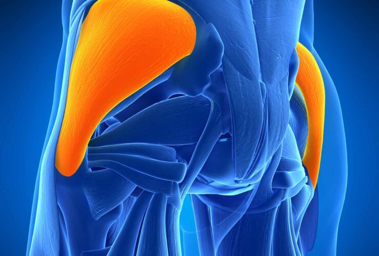 Gluteus Medius Muscle: Anatomy and Importance in Movement