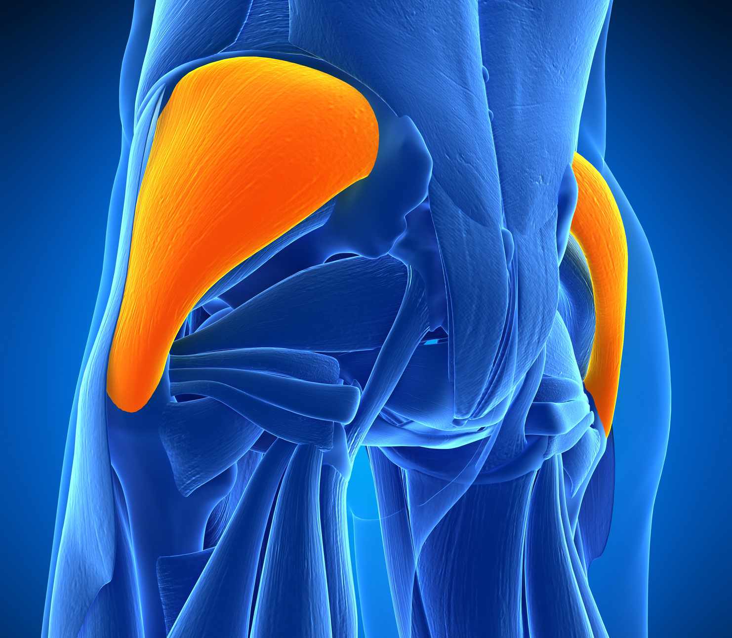 Gluteus Medius Muscle: Anatomy and Importance in Movement