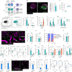 HIV-1 signalling remodels nuclear pores to licence infection