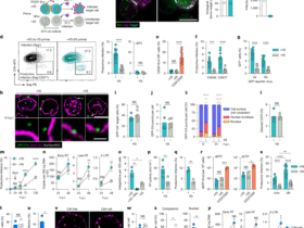 HIV-1 signalling remodels nuclear pores to licence infection