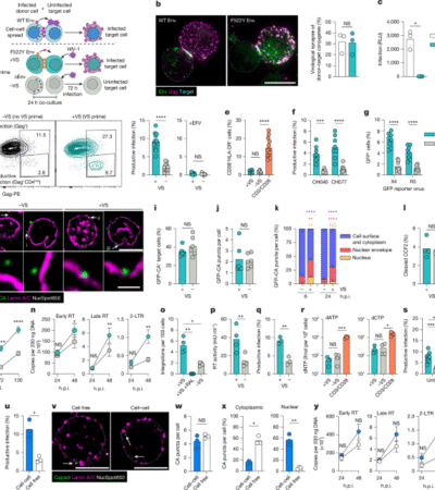 HIV-1 signalling remodels nuclear pores to licence infection