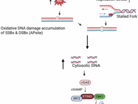 Hyperactivation of the cGAS-STING pathway promotes liver inflammation in Down syndrome