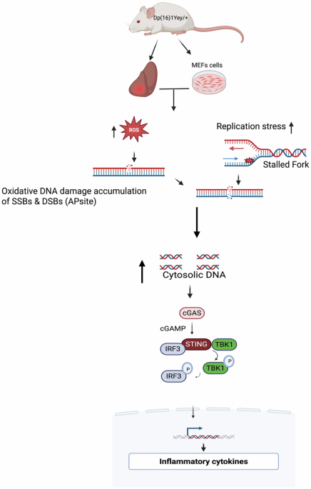 Hyperactivation of the cGAS-STING pathway promotes liver inflammation in Down syndrome