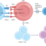 Immune regulation by erythroid cells: how erythroid progenitor cells and mature red blood cells shape immunity