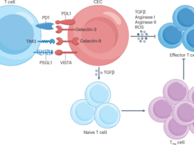 Immune regulation by erythroid cells: how erythroid progenitor cells and mature red blood cells shape immunity
