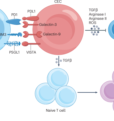 Immune regulation by erythroid cells: how erythroid progenitor cells and mature red blood cells shape immunity