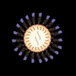 In vivo reprogramming of cytotoxic effector CD8 T cells via fractalkine-conjugated mRNA-LNPs | Science Immunology