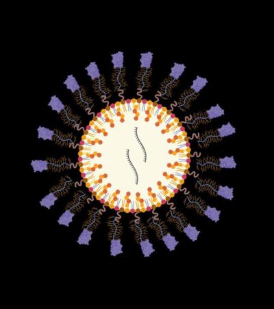 In vivo reprogramming of cytotoxic effector CD8 T cells via fractalkine-conjugated mRNA-LNPs | Science Immunology