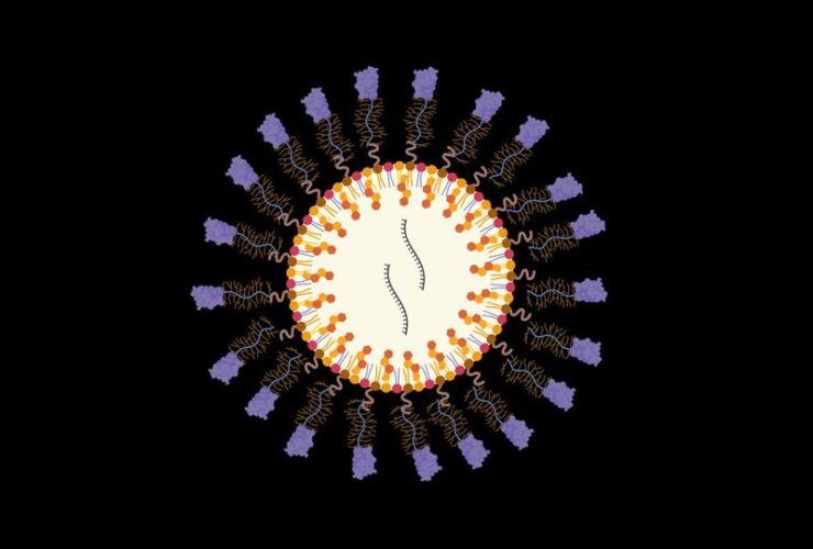 In vivo reprogramming of cytotoxic effector CD8 T cells via fractalkine-conjugated mRNA-LNPs | Science Immunology