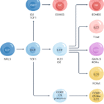 Innate lymphoid cells in rheumatoid arthritis as mediators of pathology and resolution