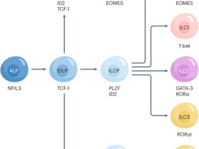 Innate lymphoid cells in rheumatoid arthritis as mediators of pathology and resolution