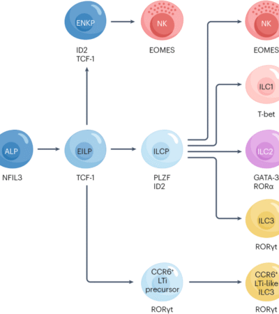 Innate lymphoid cells in rheumatoid arthritis as mediators of pathology and resolution