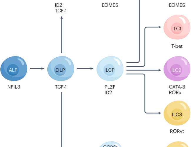 Innate lymphoid cells in rheumatoid arthritis as mediators of pathology and resolution