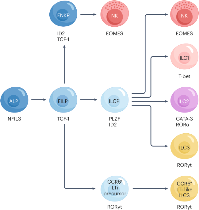 Innate lymphoid cells in rheumatoid arthritis as mediators of pathology and resolution