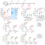 Investigating the effects and underlying mechanisms of glycosylation sites on the immunogenicity of COVID-19 vaccines